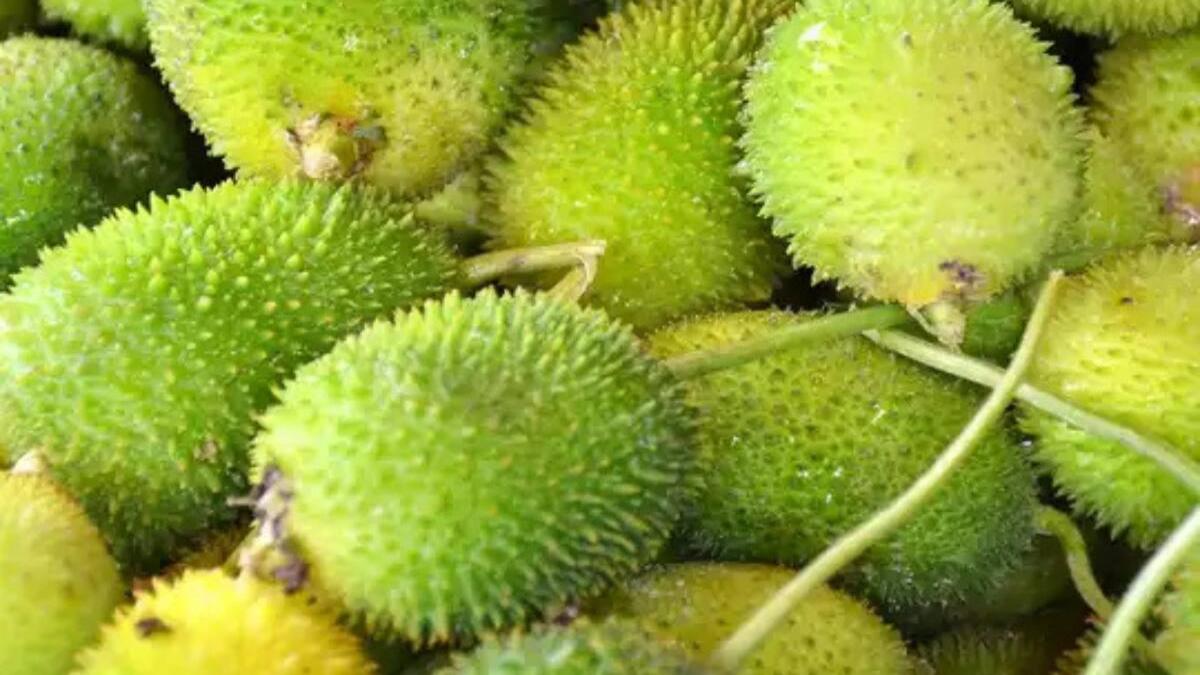 सेहत के लिए वरदान है ये सब्जी, पाचन से लेकर शुगर तक देती है फायदे