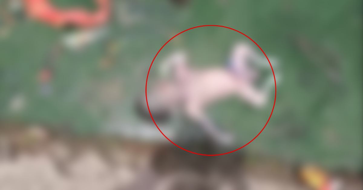 मर गई मां की ममता! नदी में मिली नवजात बच्चे की लाश, जांच में जुटी पुलिस