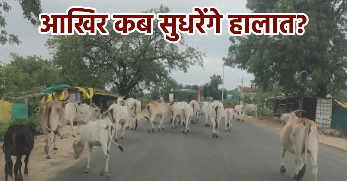 लाखों की लागत से बना गौशाला, फिर भी सड़कों पर आवारा घूम रहे गोवंश, हादसे के बाद जागेंगे जिम्मेदार?
