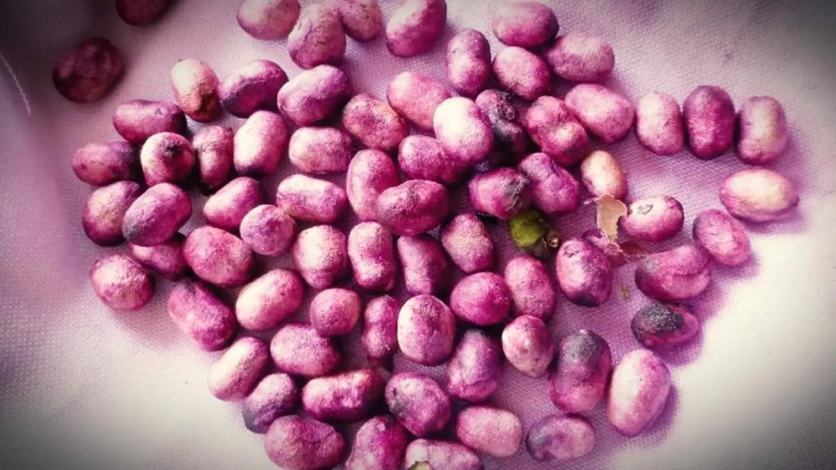 जामुन की गुठलियों को फेंकने की बजाए ऐसे करें उपयोग… सेहत के लिए होगा बेहद फायदेमंद…
