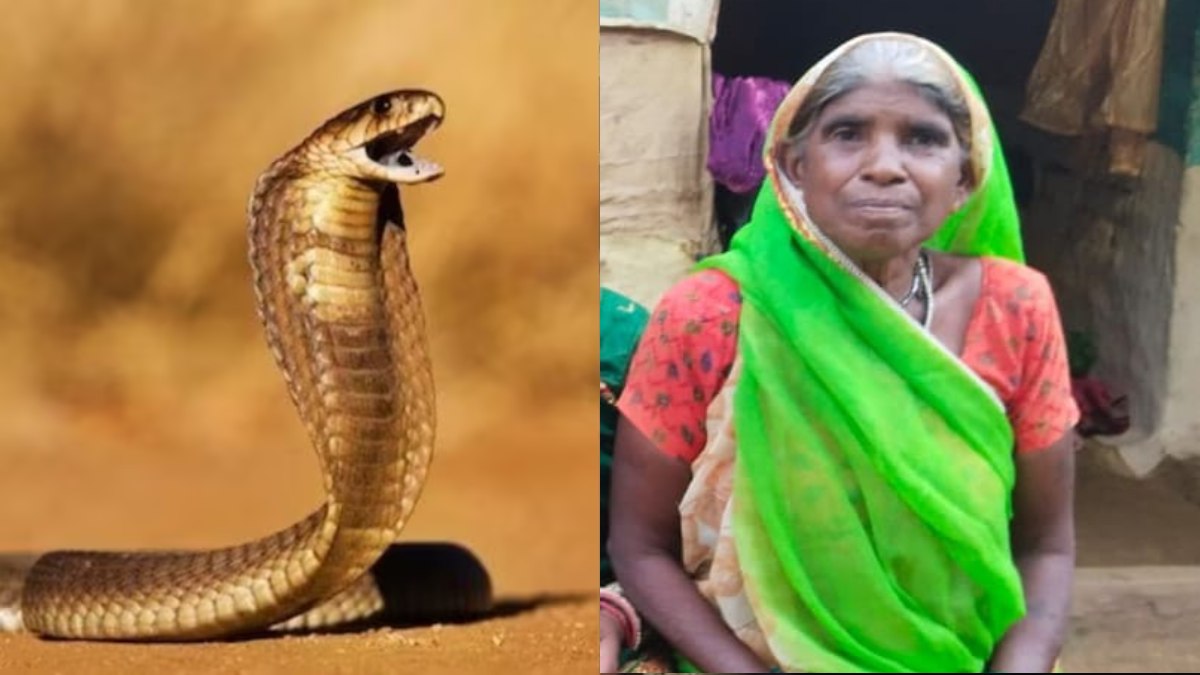 CG News : नातिन के रिश्ते की खुशियों में पसर गया मातम, लिपाई करते समय सांप के डसने से महिला की मौत