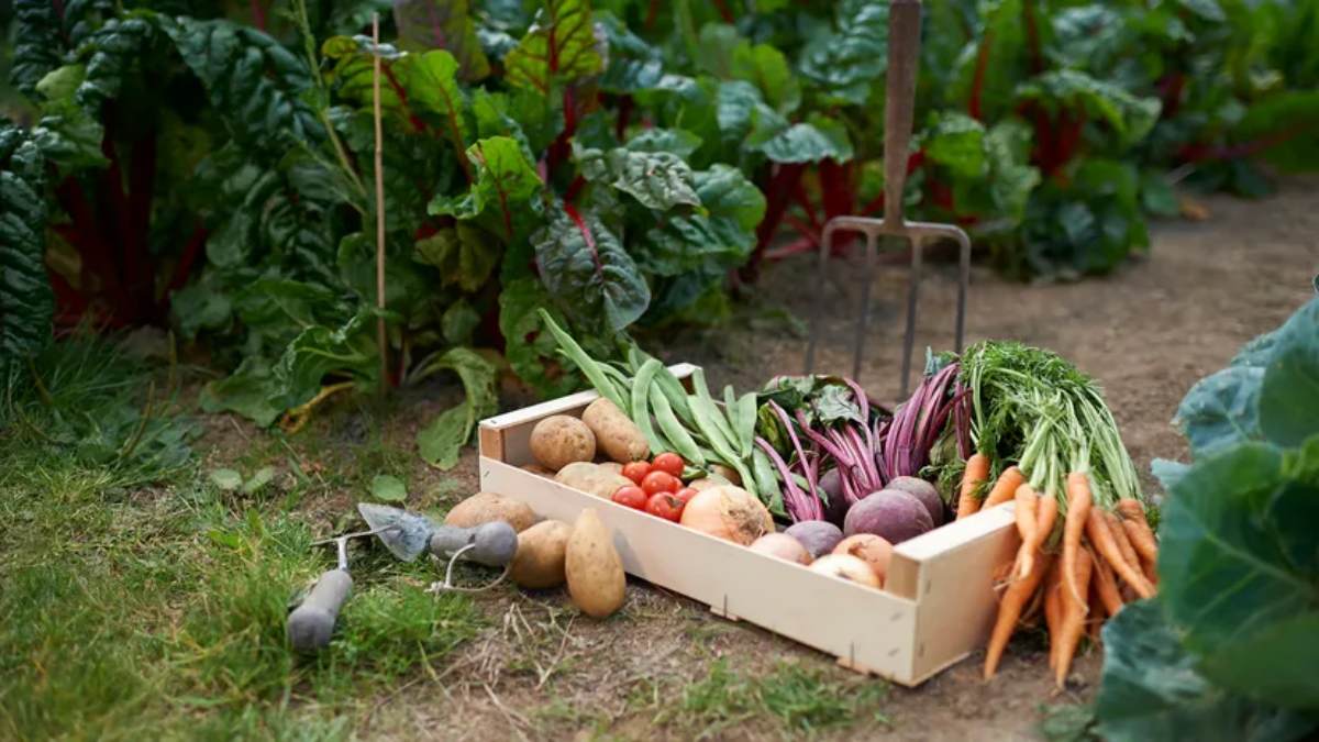 बारिश में सिर्फ 30 दिन की मेहनत और आपकी थाली में मिलेगा घर की ताजा सब्जी