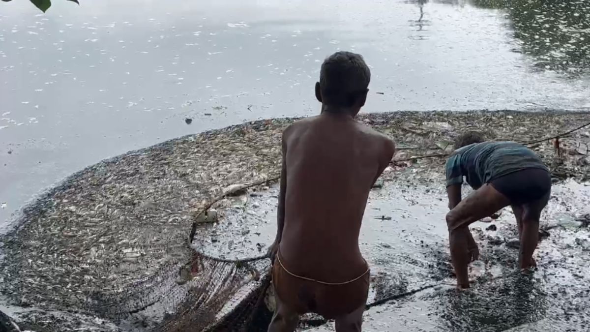 खरपतवार हटाने के लिए डाली गई दवा, तालाब में बड़ी संख्या में मरी मछलियां, बदबू से स्थानीय रहवासी बेहाल, जांच के आदेश