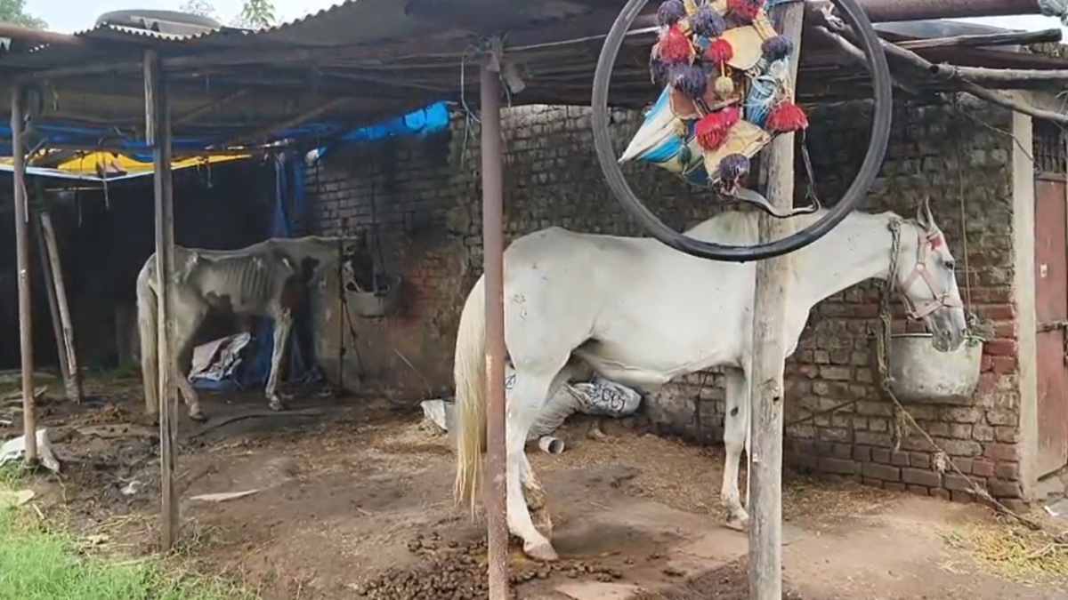 दो घोड़ों में गैल्डर्स की पुष्टि, मनुष्यों में भी संक्रामक बीमारी फैलने का खतरा, प्रशासन ने बीमार घोड़ों को जहर देकर मारने का लिया फैसला