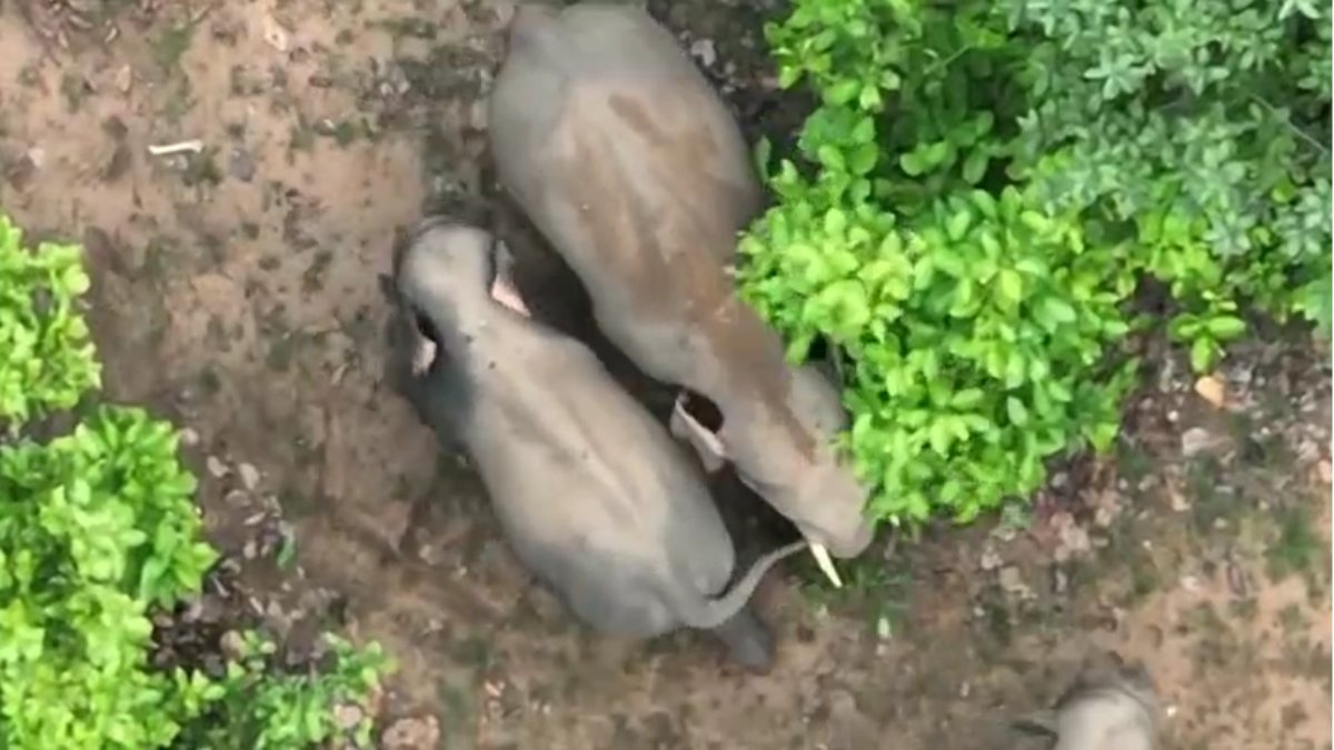 छोटे शरारती हाथी को पूंछ और कान पकड़कर बड़े हाथी ने सिखाया सबक, अद्भुत दृश्य ड्रोन कैमरे में हुआ कैद, देखें VIDEO…