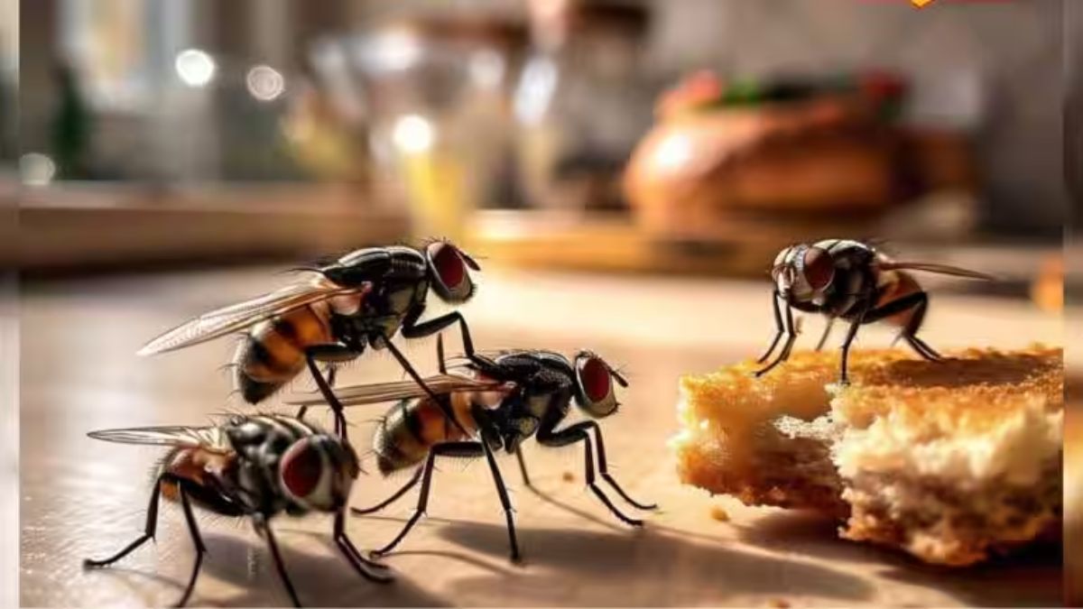 मानसून में घर को मक्खियों से है परेशान? अपनाएं ये असरदार घरेलू नुस्खे