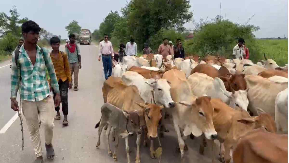 गौ तस्करी रोकने प्रशासन निष्क्रिय : गौ रक्षकों ने जताई नाराजगी, 70 से अधिक गायों को तस्करों के चंगुल से छुड़ाया