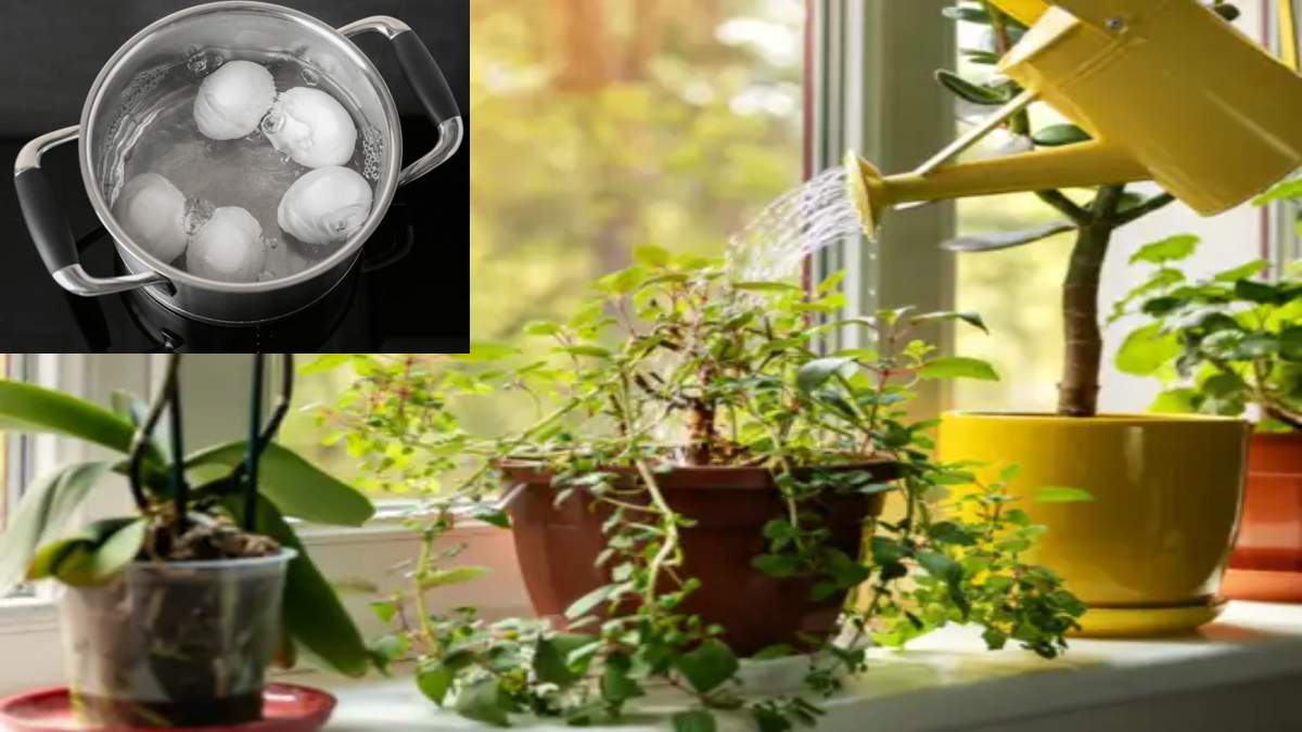 पौधों के लिए वरदान है अंडे उबालने के बाद बचा हुआ पानी, ऐसे करें इस्तेमाल …