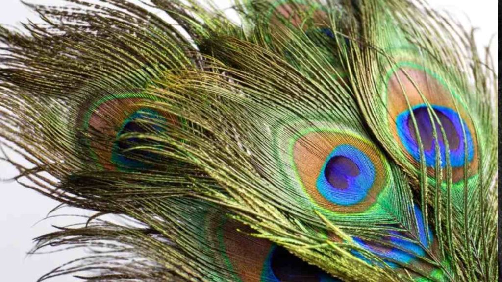 Benefits of Keeping Peacock Feather