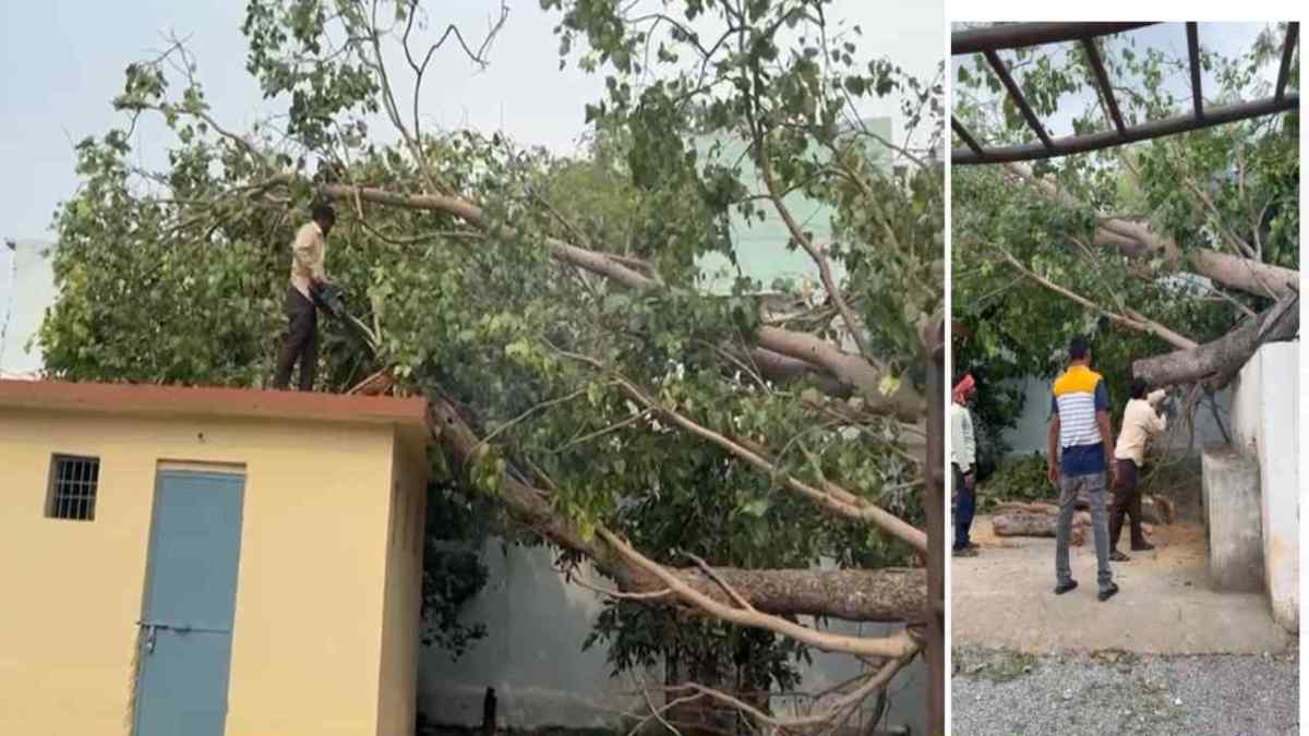 खबर का असर : स्कूल में गिरे विशालकाय पेड़ को हटाने का काम शुरू