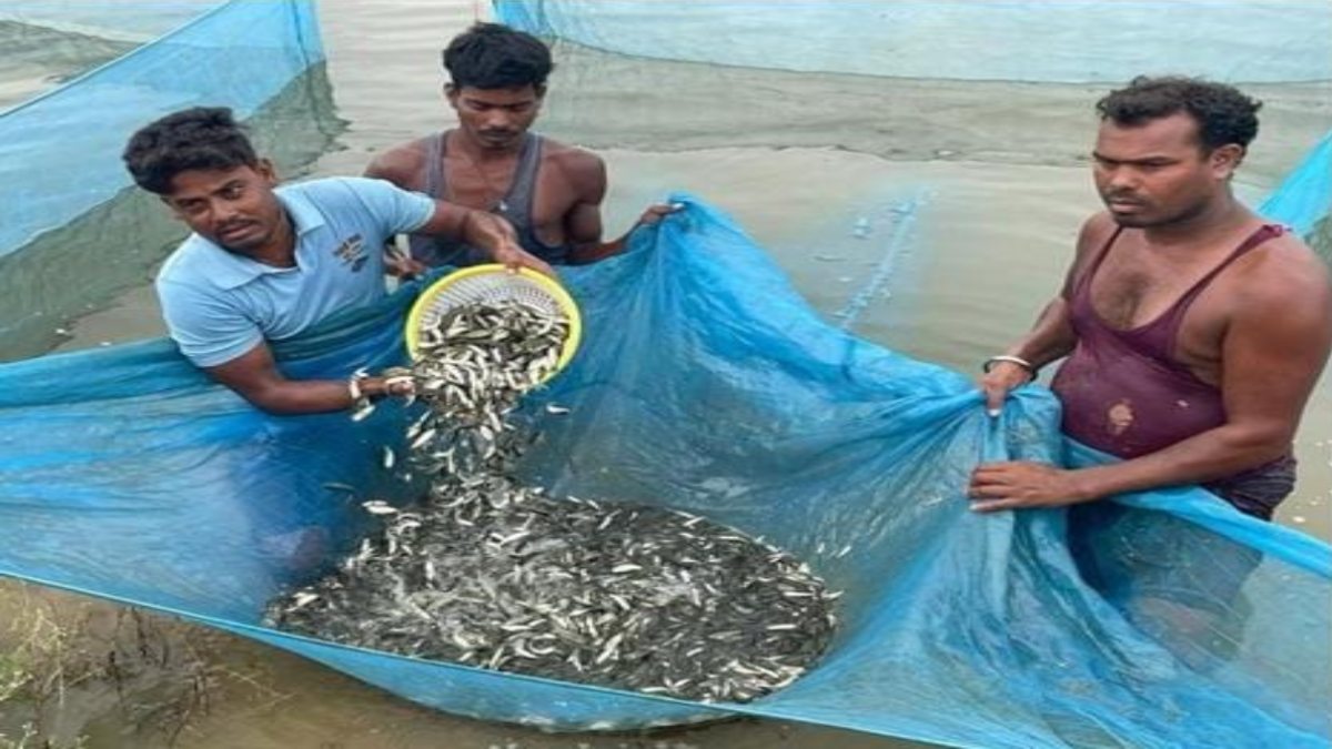 मत्स्य बीज हब बना छत्तीसगढ़ का ये जिला : मछली बीज उत्पादन और निर्यात में अग्रणी, हैचरी क्रांति ने प्रदेश को बनाया आत्मनिर्भर, देशभर में मांग