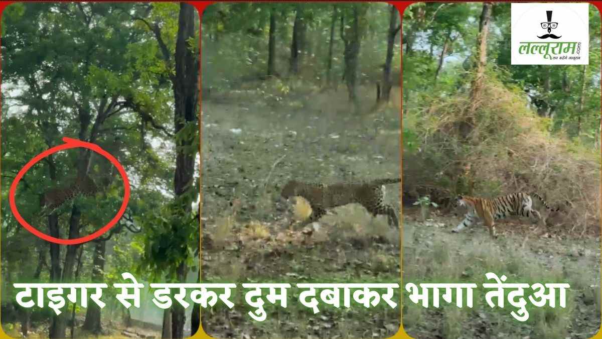 बाघ को देख पेड़ पर चढ़ा तेंदुआ: जान बचाने कूदा और लगा दी दौड़, Tiger ने भी नहीं छोड़ा पीछा, देखें Video