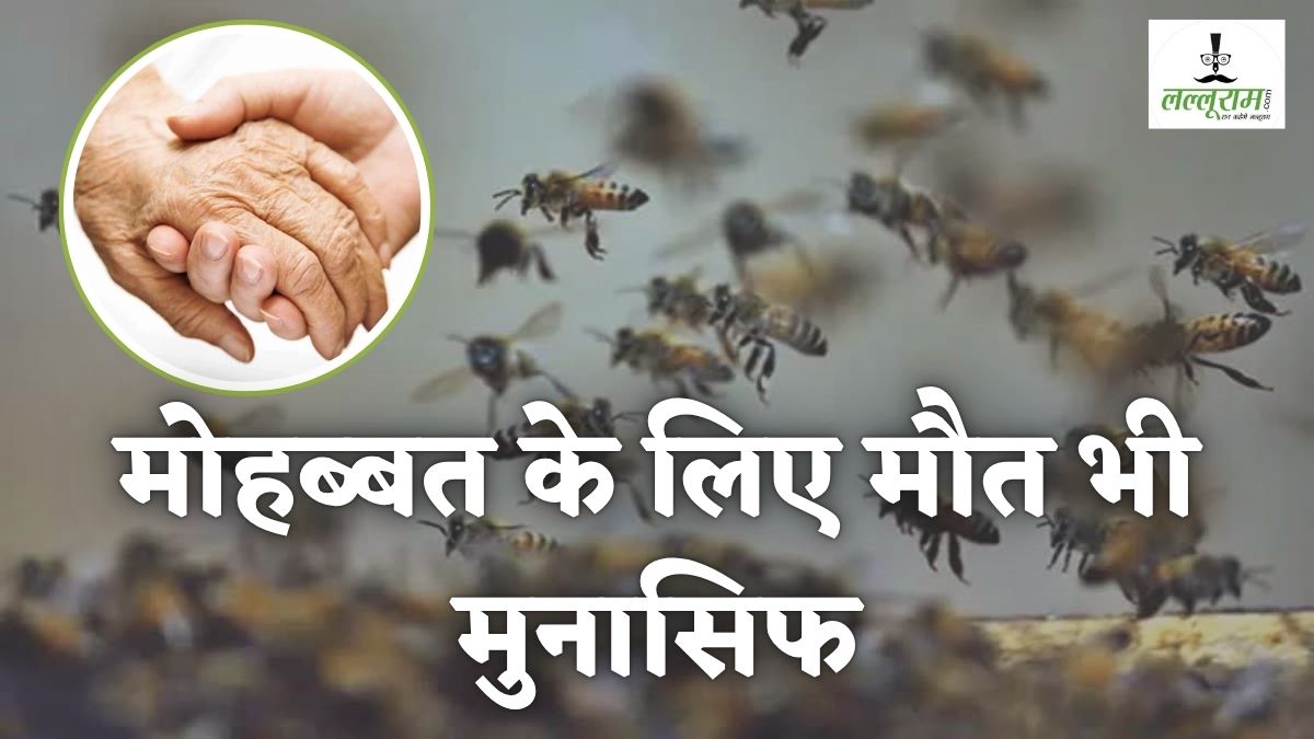 इश्क की दर्दनाक दास्तां: मधुमक्खियों ने महिला पर किया हमला, पति ने कंबल से ढंक बचाई पत्नी की जान, इतने डंक खाए कि खुदने तड़प-तड़प कर तोड़ दिया दम
