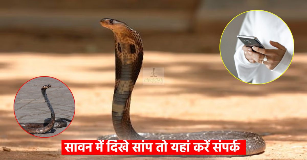 बारिश के मौसम में निकल रहे सांप तो मारे नहीं, सर्प विशेषज्ञ को बुलाएं, इन फोन नंबरों पर करें कॉल