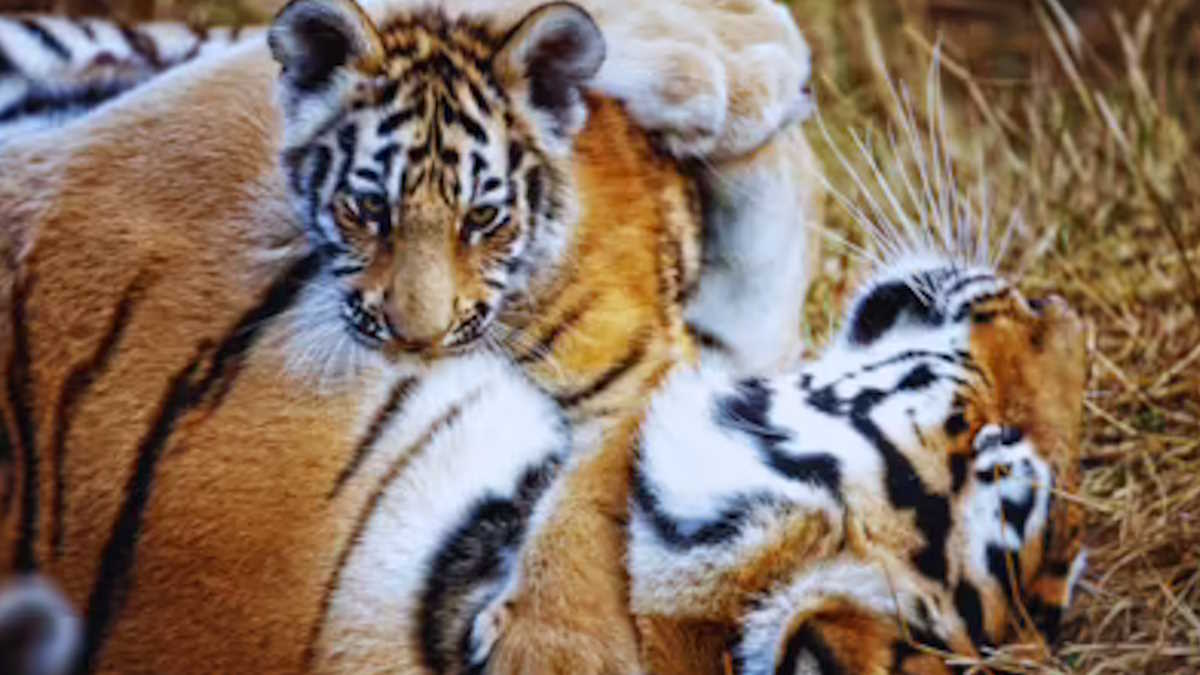 राजस्थान: सरिस्का बाघिन ने 4 शावकों को दिया जन्म, बाघों की संख्या 49 हुई – अब सफारी बुक करने का आ गया है समय