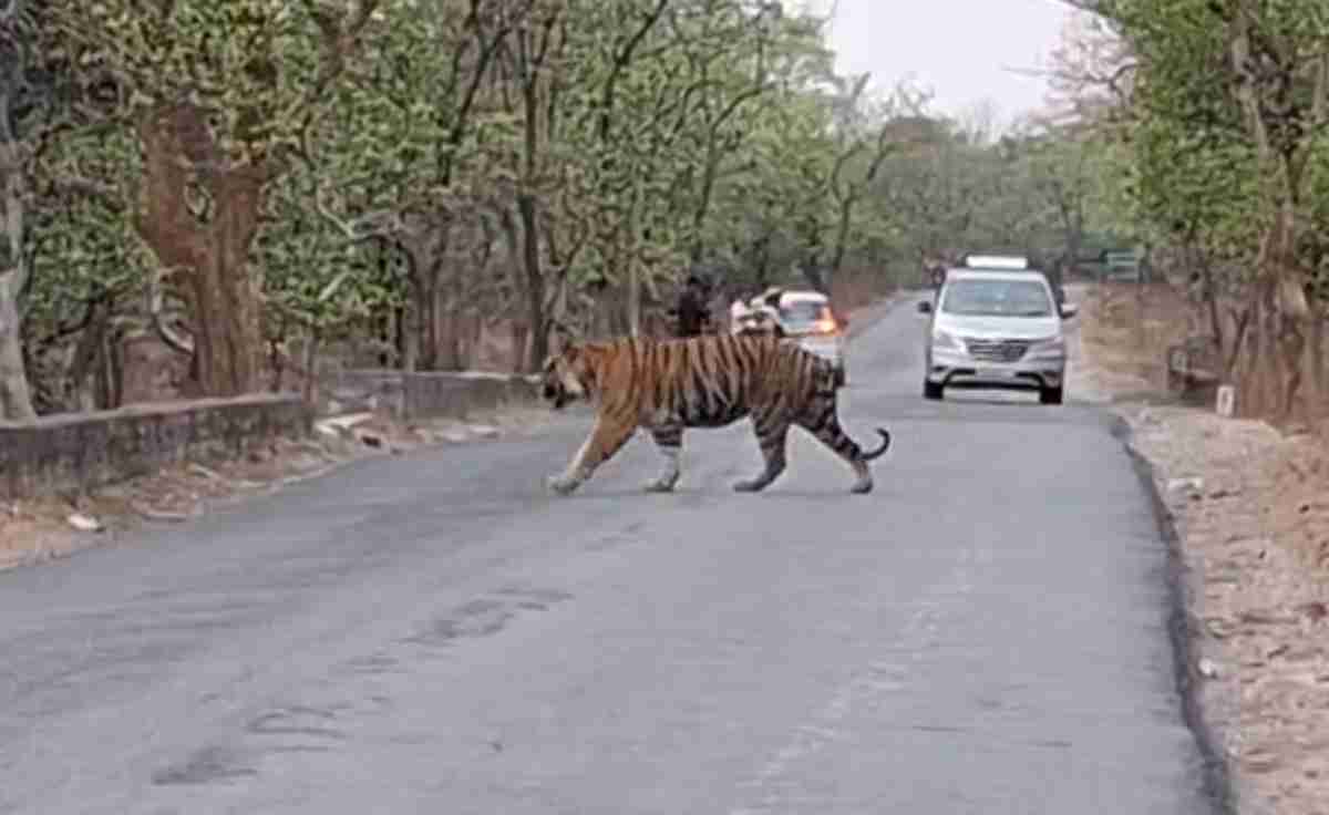 नेशनल हाइवे पर बाघ का ‘रैंप वॉक’: नजारा देखे राहगीरों के उड़े होश, देखें Video