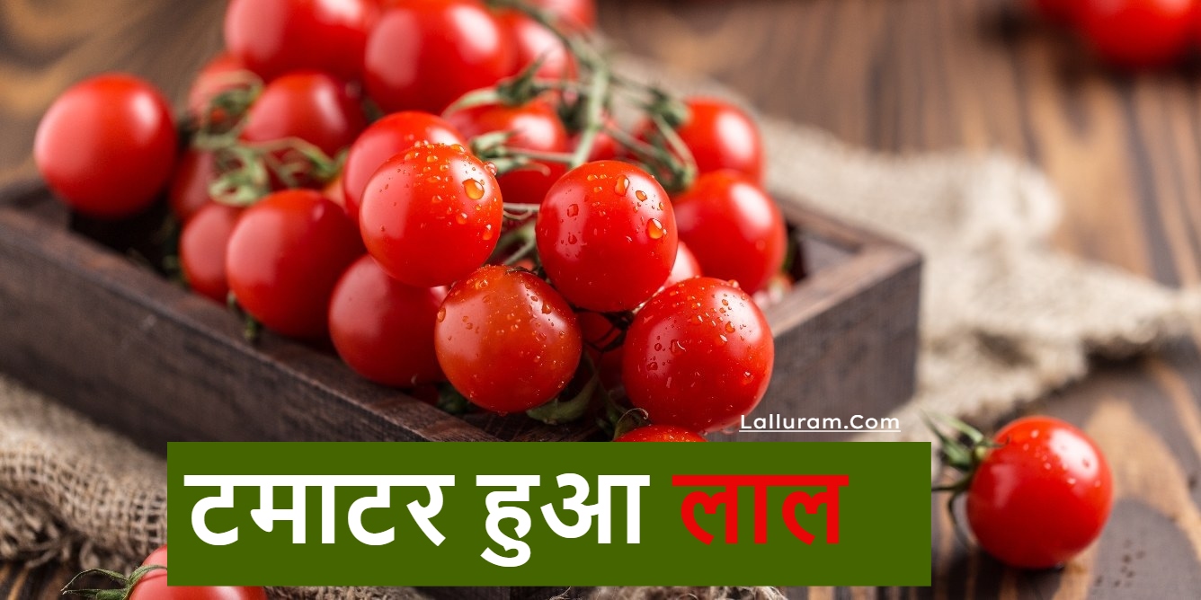 टमाटर हुआ लाल, सब्जियों की कीमत छूने लगेगी आसमान