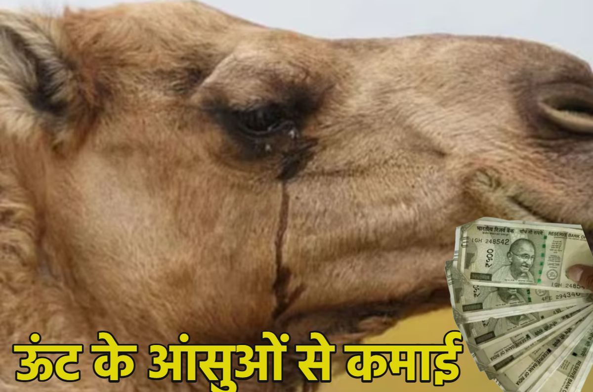 ऊंट के आंसुओं से हर दिन हो रही 10 हजार तक की कमाई; जानें किस काम में हो रहा इनका इस्तेमाल