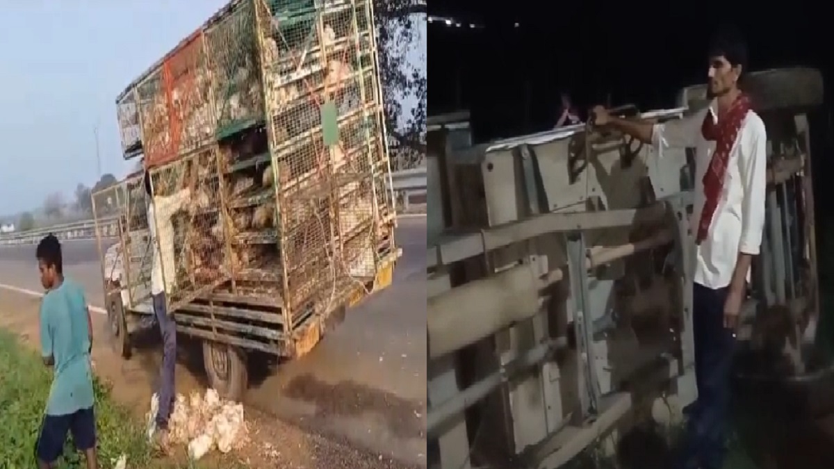 रोहतास में मुर्गियों का मातम! पिकअप वैन पलटने से 14 क्विंटल मुर्गियों की मौके पर मौत