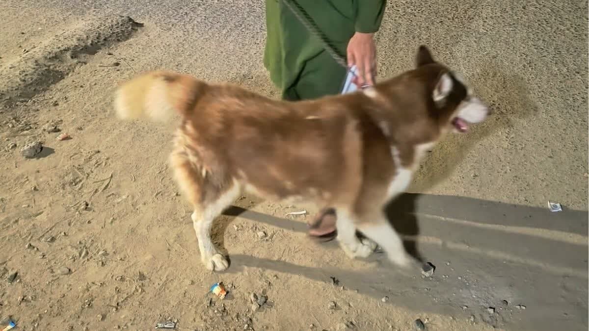 बिहार पुलिस ने दो दिन में खोज निकाला सांसद का लापता कुत्ता, भारतरत्न से सम्मानित करने का आग्रह