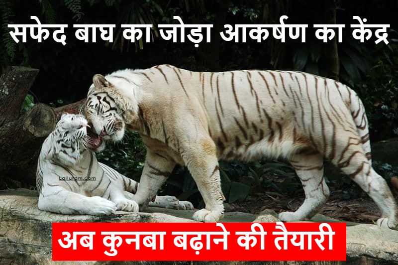 मैत्रीबाग में सफेद बाघ का जोड़ा आकर्षण का केंद्र, प्रबंधन कर रहा कुनबा बढ़ाने की तैयारी