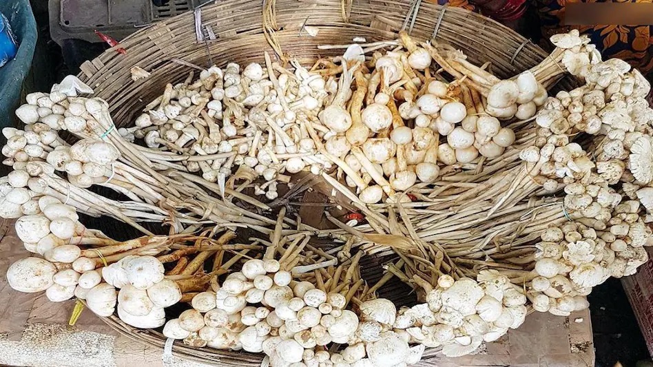 छत्तीसगढ़ के बाजारों में दिखने लगा ‘पुटू’, Rate  ₹1200 किलो, लेकिन फायदें 12,000 के!