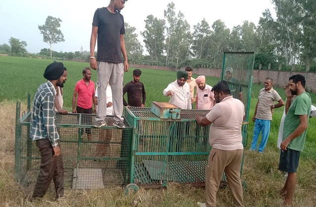 होशियारपुर : घर में घुसा तेंदुआ, इलाके में दहशत