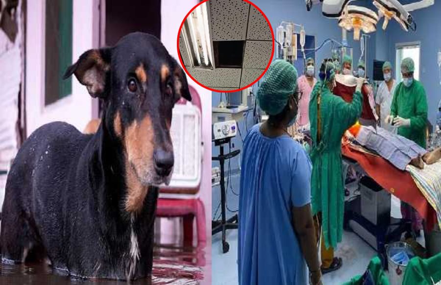 अस्पताल में सर्जरी के दौरान फॉल्स सीलिंग तोड़कर अचानक ऑपरेशन थिएटर में गिरा कुत्ता, ऊपर जाकर देखा तो…