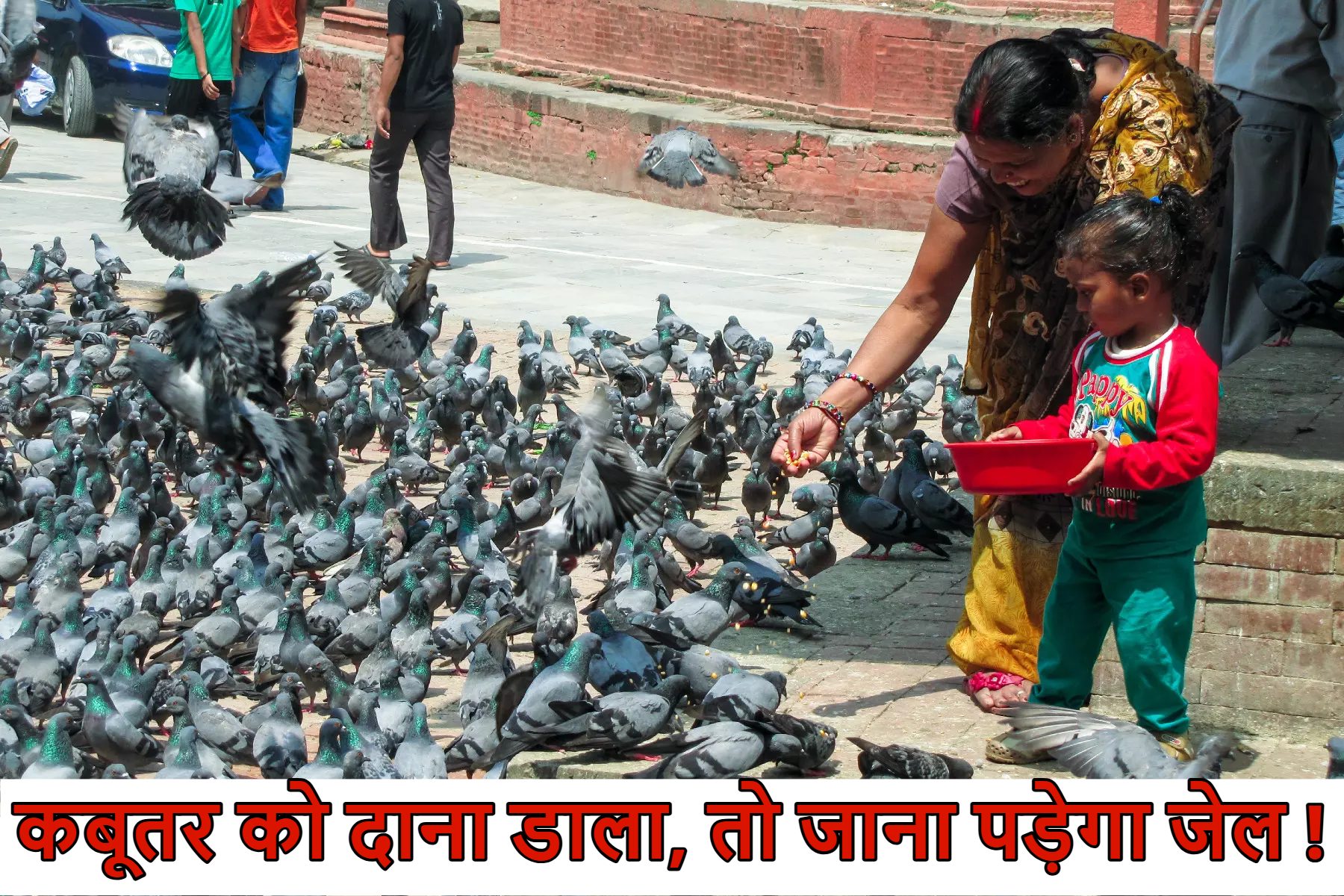 कबूतर Lovers सावधान! अब दाना डालने पर हो सकती है जेल, कोर्ट ने दिया FIR का निर्देश ; जानें इन ‘शांती दूतोंं’ की पॉटी से फैलती है कौन से जानलेवा बीमारियां