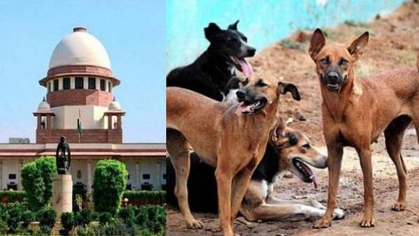 सुप्रीम कोर्ट ने दिल्ली में आवारा कुत्तों के हमलों से होने वाली रेबीज मौतों पर मीडिया रिपोर्ट का लिया संज्ञान, कहा- बहुत चिंताजनक