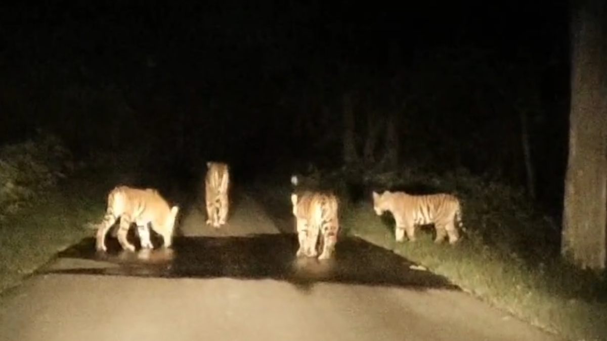 रात के अंधेरे में सड़क पर दिखा बाघिन का कुनबा, नजारा देख राहगीरों की थमी सांसे, Video वायरल 