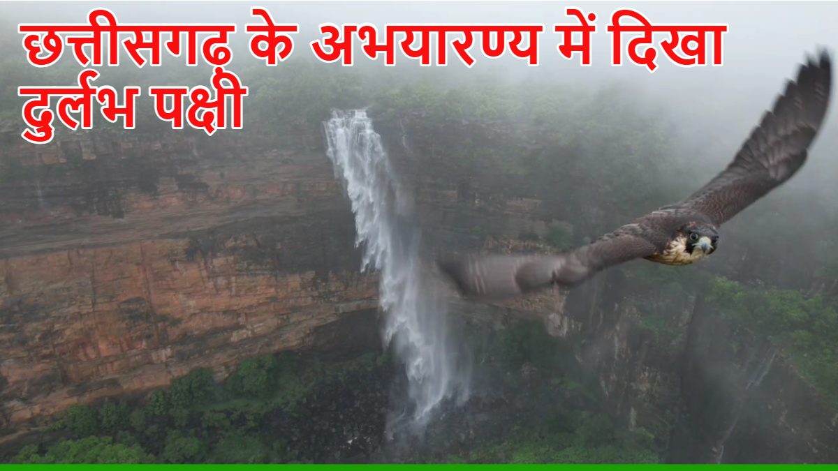 छत्तीसगढ़ के खूबसूरत झरने में दिखा दुर्लभ पक्षी, ड्रोन के कैमरे में हुआ कैद…देखें खूबसूरत वीडियो…