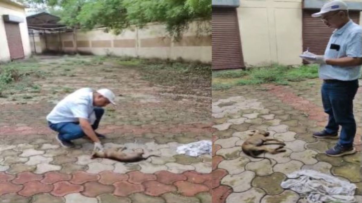 Cruelty to dog family: स्ट्रीट डॉग और उसके 6 बच्चों की लाठी से पीट कर बेरहमी से हत्या, आरोपी गिरफ्तार