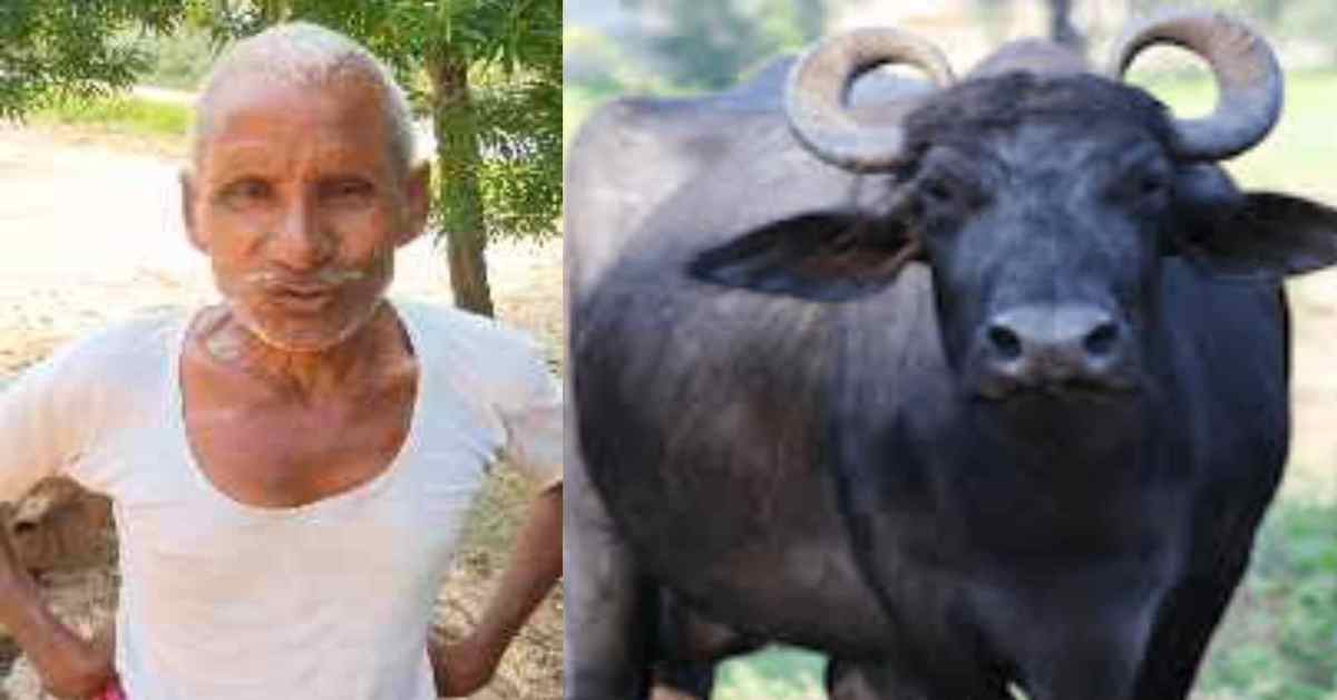 ‘पहले भैंस की फोटो लाओ’, किसान ने थानेदार से भैंसों के गुमने की शिकायत की तो मांग ली PHOTO, हैरान कर देगा पूरा मामला