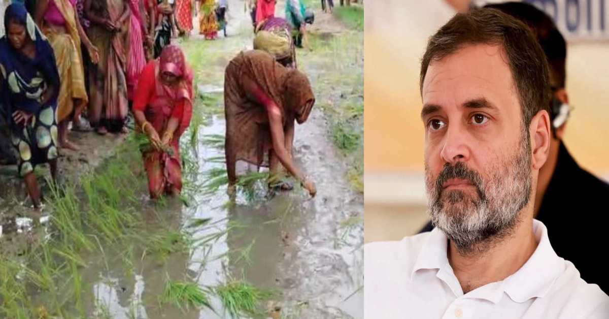 राहुल गांधी जी…ये है आपका विकास! बदहाली के आंसू रो रहा रायबरेली, सड़कें बनी खेत, लोगों ने कर दी धान की रोपाई, ‘कटाई’ करने आएंगे क्या सांसद महोदय?