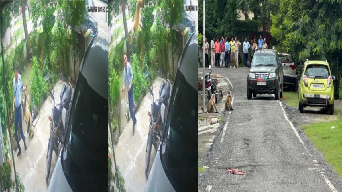 बंदरों ने मचाया उत्पातः कई लोगों को काटकर किया घायल, गिरने से युवक के रीड की हड्डी टूटी, बनारस रेफर