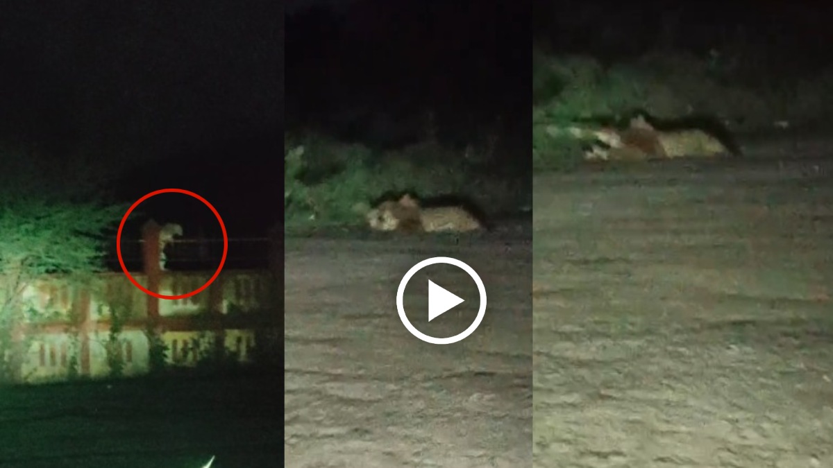 Leopard Attack Video: कॉलोनी में घुसा तेंदुआ, बछड़े को बनाया शिकार, दहशत में लोग