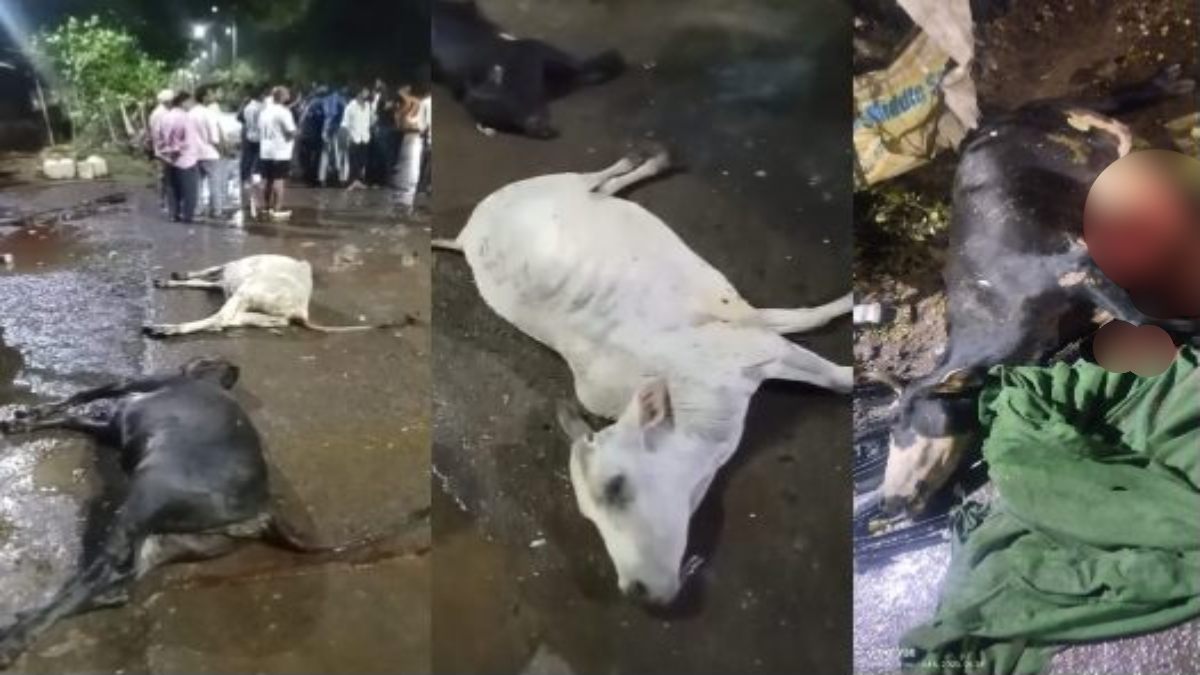 तेज रफ्तार कार ने सड़क पर बैठी गायों को मारी टक्कर: हादसे में 5 गायों की मौत, घटना CCTV में कैद, कार सवार गाड़ी छोड़कर मौके से हो गया फरार