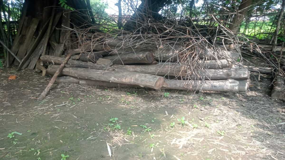 तेंदुआ पकड़ने निकला था वन अमला, पकड़ा गया करीब 2 लाख के अवैध सागौन का जखीरा, जांच में जुटे अफसर