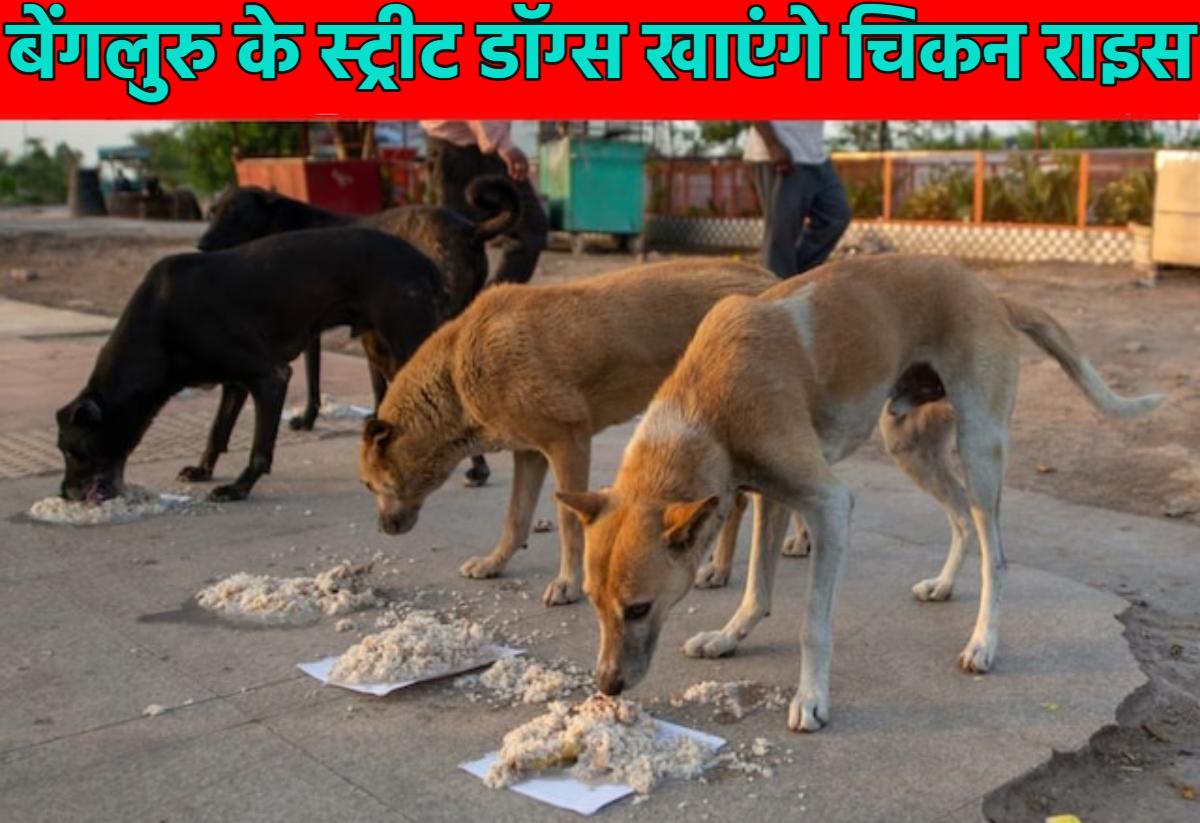 वाह भाई वाहः बेंगलुरु के आवारा कुत्ते खाएंगे चिकन राइस, 5,000 डॉग्स को हर दिन मिलेंगे 367 ग्राम Chicken Rice