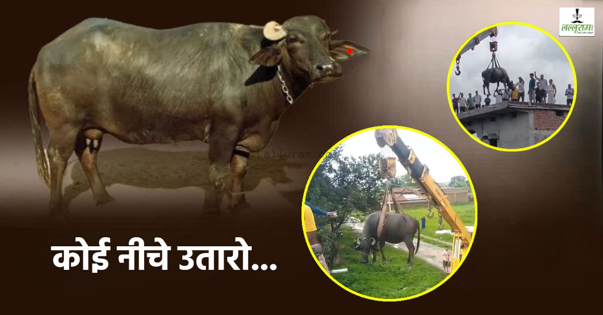 गई भैंस… सीढ़ियों से घर के ऊपर चढ़ी भैंस, नीचे उतारने ग्रामीणों के छूटे पसीने, फिर क्रेन की मदद से ऐसे किया रेस्क्यू