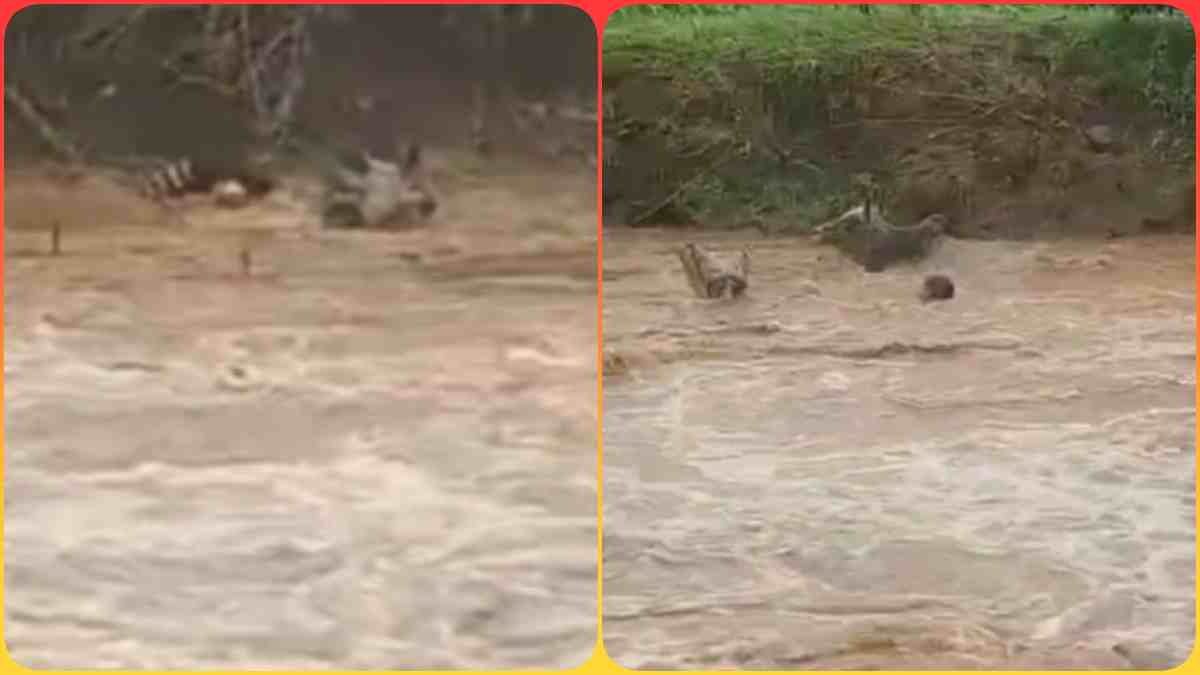 नदी में बह रहे थे बैल, बचाने के लिए किसान ने लगा दी जान की बाजी, खुद डूबने लगा तो सींग से बचाकर अदा किया फर्ज, देखें Video