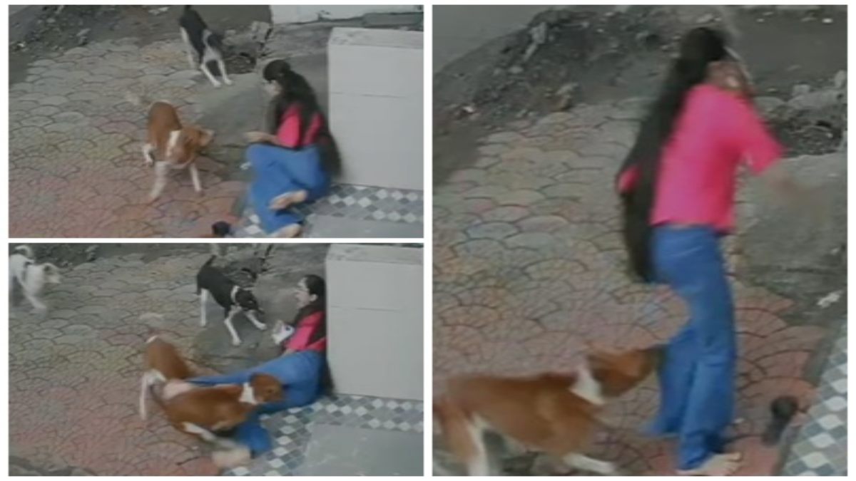 Dog Attack: कॉलेज जा रही छात्रा पर टूट पड़े आवारा कुत्ते, घेर कर काटा, भगाया तो दोबारा किया हमला, रोंगटे खड़े कर देगा Video
