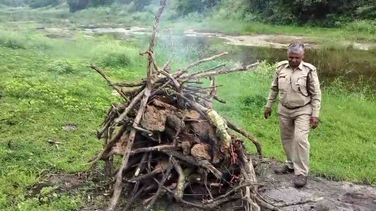 MP में राष्ट्रीय पक्षियों की रहस्यमयी मौत: धार में नदी किनारे 6 मोर के शव मिलने से हड़कंप, जहरीला पदार्थ खाने की आशंका