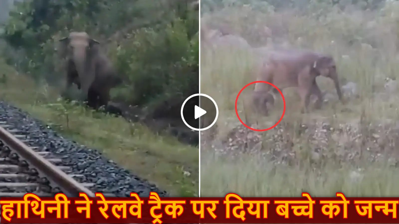 ‘संवेदनशीलता की जीवंत मिसाल..’, हाथिनी ने रेलवे ट्रैक पर दिया बच्चे को जन्म, 2 घंटे तक रुकी रही ट्रेन, पर्यावरण मंत्री ने शेयर किया दिल को छू लेने वाला VIDEO