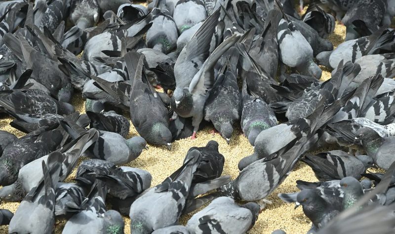 Pigeon Feeding Ban in Mumbai: मुंबई में कबूतरों को दाना डालने पर सख्ती शुरू, कबूतरखानों को तुरंत बंद करने के आदेश