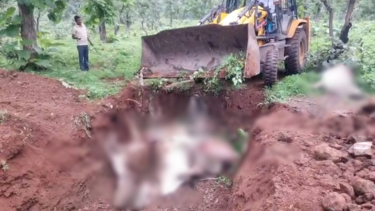 पशु क्रूरता की सारी हदे पार: JCB मशीन से धक्का देकर गोवंशों को फेंका, क्या अंतिम संस्कार करने का यही है संस्कार ?