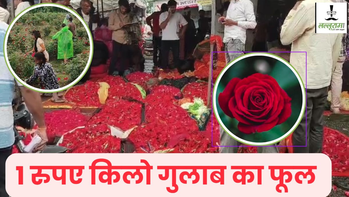 फूलों के राजा का बुरा हाल: यहां एक रुपए किलो में भी कोई गुलाब लेने को नहीं है तैयार, किसान खेतों में फेंकने को मजबूर