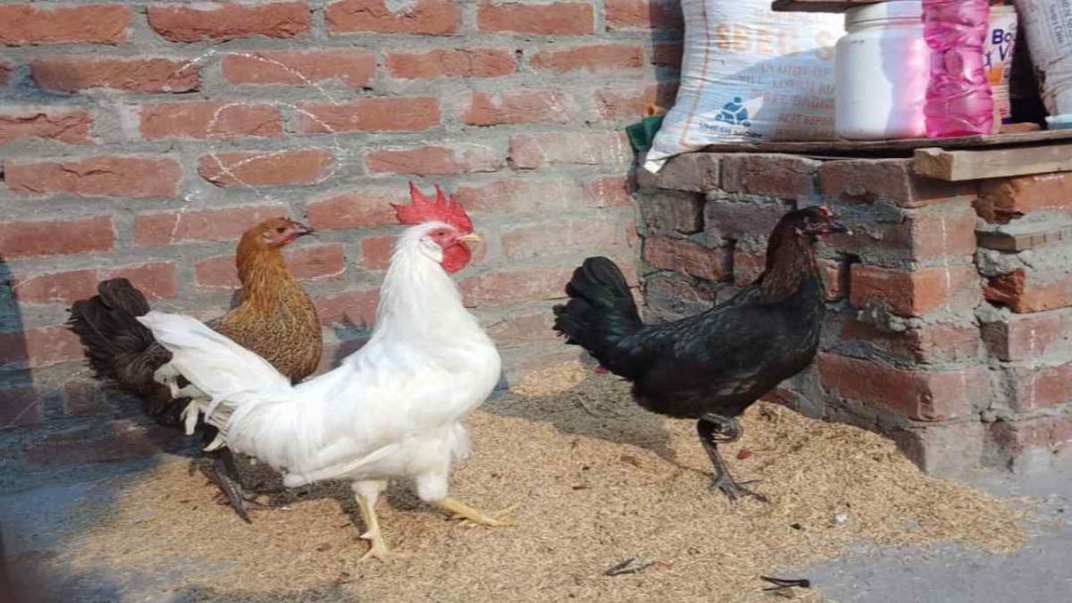 अजब-गजब: दरवाजे पर मुर्गी गई, पड़ोसी ने मरोड़ दी गर्दन, काट दी पालक की नाक, 11 पर FIR दर्ज