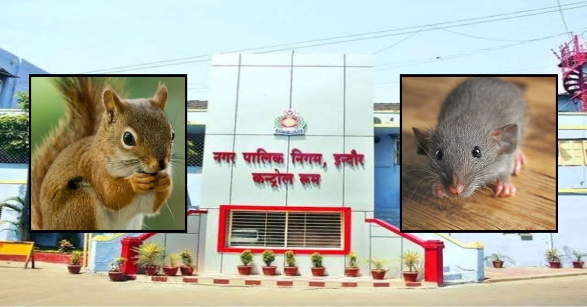 MP सच में गजब है! निगम के IT विभाग में लगी आग पर चौंकाने वाली रिपोर्ट, चूहों और गिलहरियों को ठहराया दोषी